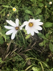 Dimorphotheca