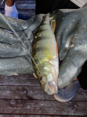 Perca flavescens
