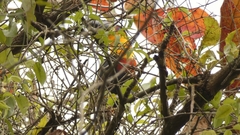 Ramphastos vitellinus