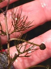 Batrachium