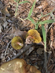 Omphalotus subilludens