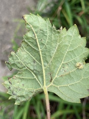 Phyllocnistis vitegenella