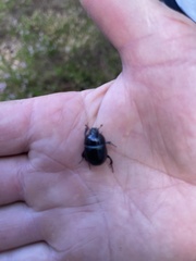 Anoplotrupes stercorosus