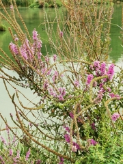 Lythrum salicaria