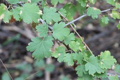 Ribes roezlii