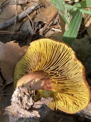 Omphalotus subilludens