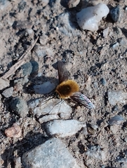 Bombyliini