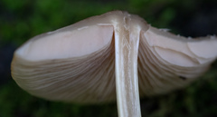 Pluteus