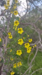 Tropaeolum brachyceras