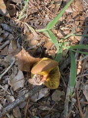 Omphalotus subilludens