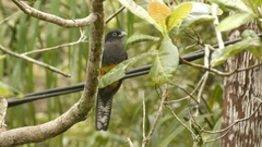 Trogon viridis