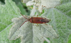Pantilius tunicatus