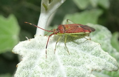 Pantilius tunicatus