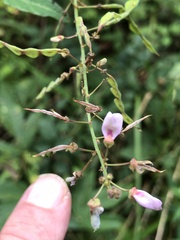 Desmodium perplexum