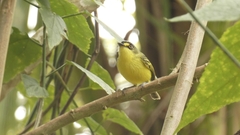 Todirostrum poliocephalum