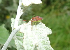Pantilius tunicatus
