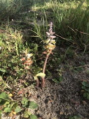 Lachenalia variegata