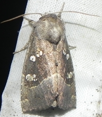 Papaipema nebris