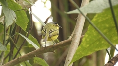 Todirostrum poliocephalum