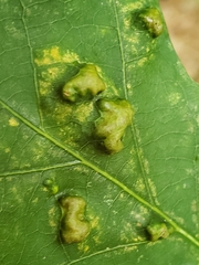 Aceria querci