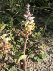 Lachenalia variegata