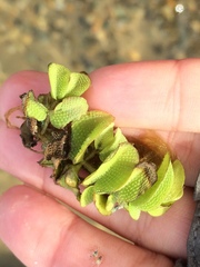 Salvinia natans