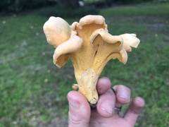 Cantharellus lateritius
