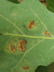 Aceria querci