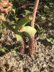 Lachenalia variegata