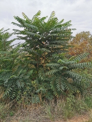Ailanthus altissima