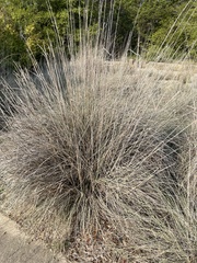 Muhlenbergia lindheimeri