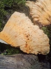 Climacocystis borealis