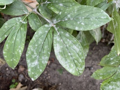 Erysiphe paeoniae