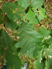 Aceria querci