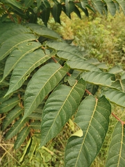 Ailanthus altissima
