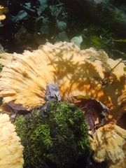 Climacocystis borealis