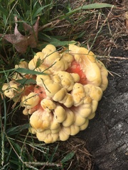 Laetiporus sulphureus