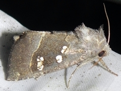 Papaipema nebris