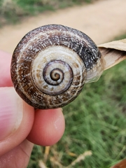 Otala punctata