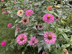 Golovinomyces cichoracearum