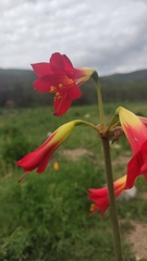 Phycella cyrtanthoides