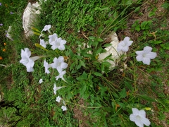 Ruellia metziae