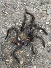 Aphonopelma eutylenum