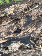 Oniscidea