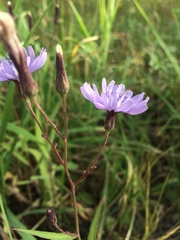 Lactuca sibirica