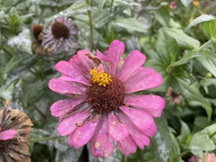 Golovinomyces cichoracearum