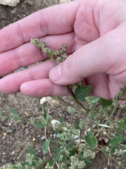 Chenopodium betaceum