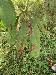 Aesculus hippocastanum