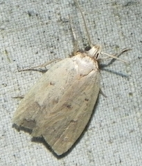Machimia tentoriferella