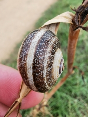 Otala punctata
